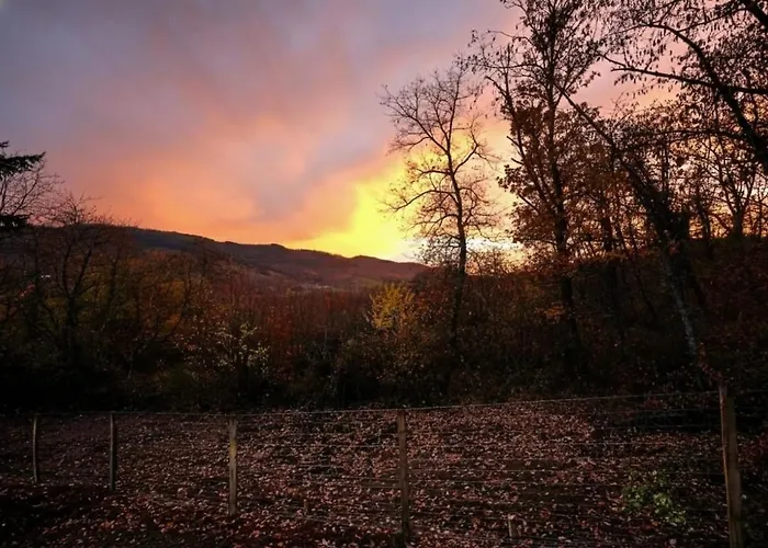 Violette Forest Lutzelhouse